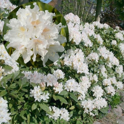 Rhododendron 'Cunningham's White' - Rododendron 'Cunningham's White' C1/1L